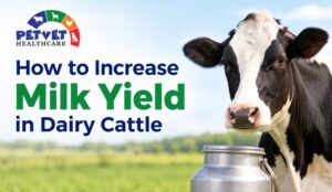 Read more about the article How to Increase Milk Yield in Dairy Cattle: Feed & Supplement Guide