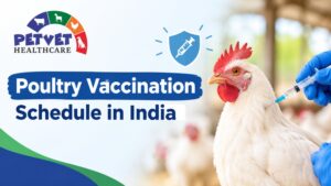 Read more about the article Poultry Vaccination Schedule in India: Complete Chart