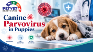 Read more about the article Canine Parvovirus in Puppies: Symptoms, Treatment & Prevention