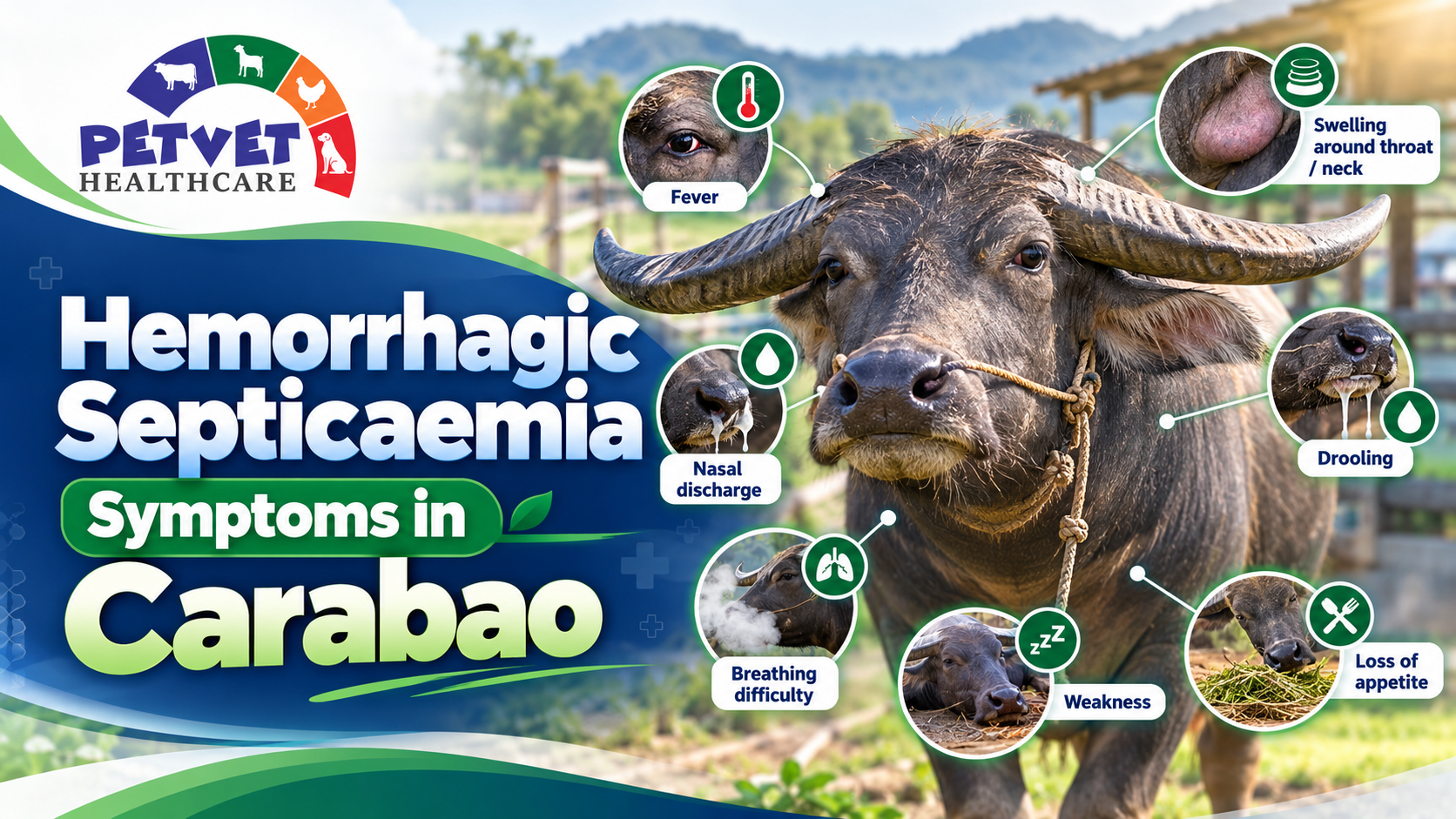 Hemorrhagic Septicaemia Symptoms in Carabao